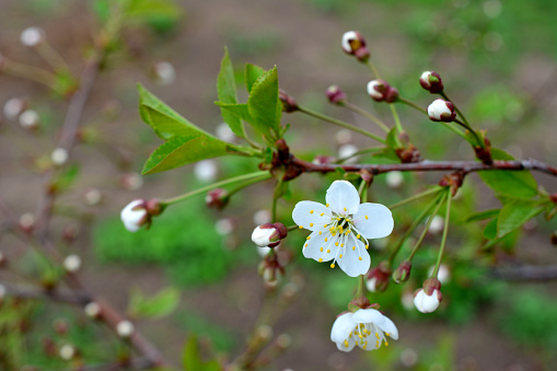 branch of cherry tree with buds and white flowers close up
