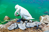 Female swan with her cubs in a nest on the shore of a pond.