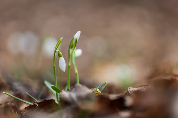Snowdrop - Galanthus nivalis first spring flower. White flower with green leaves.The wild nature of the forest.