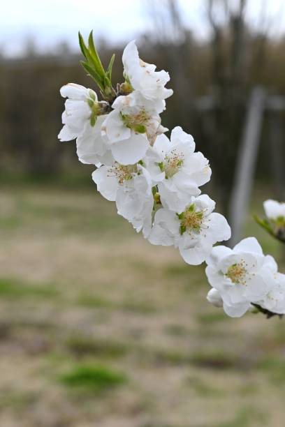istock Hana peach (Prunus persica) flowers. Rosaceae deciduous shrub. 2053570648