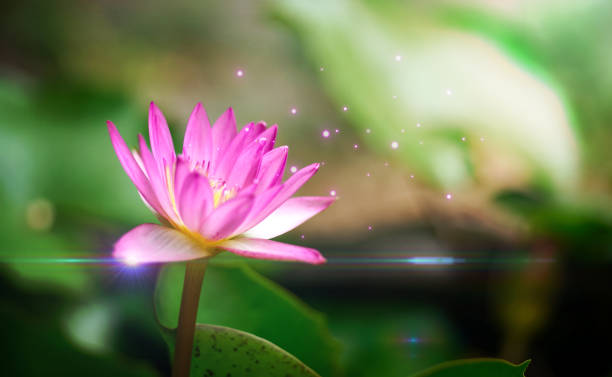 istock Blooming pink water lilies (lotus plants) with pink emit light same as pollen flying out in the pond. 2053573204