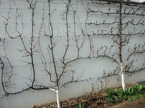 Spalierobstbaum im Winter