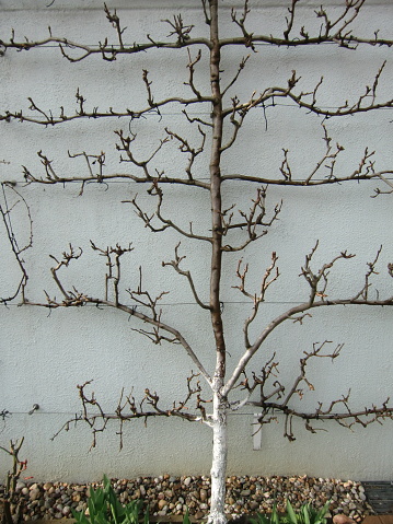 Spalierobstbaum im Winter