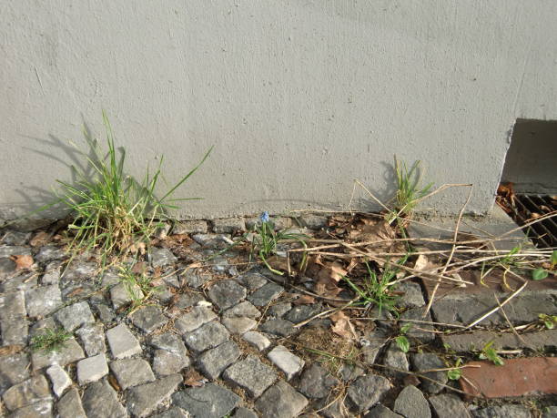 istock Grape hyacinth in the city 2053586922