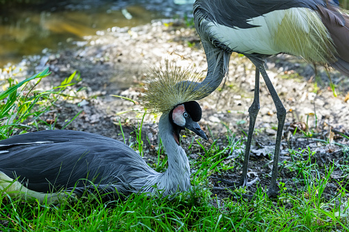 African crane It is usually found in the shallow wetlands of sub-Saharan Africa