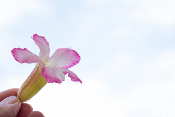 The background is bright pink flowers on a tree. Can be used as a background image in various events.