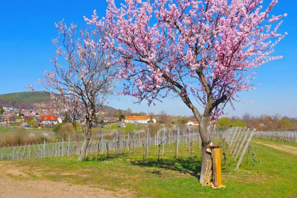 monastery Hildebrandseck in Gimmeldingen during the almond blossom, Germany