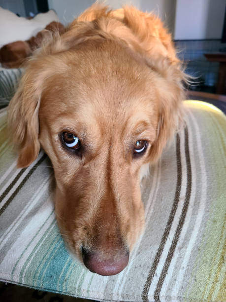 istock Golden Retriever Looking Up at Camera 2053608181
