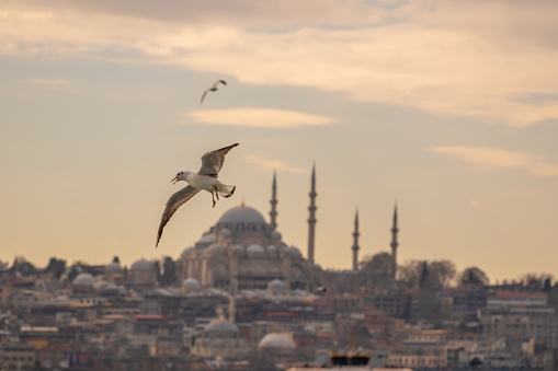 Suleymaniye Mosque, seagull in the foreground