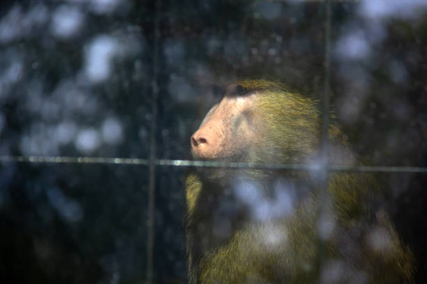 Sad monkey captured in the cage