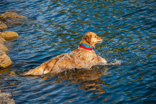 Golden retriever dog swimming by the sea