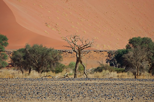 Sossusvlei national park