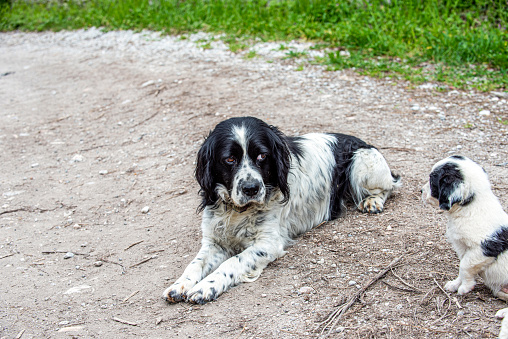 English Springer Spaniel dog and puppy