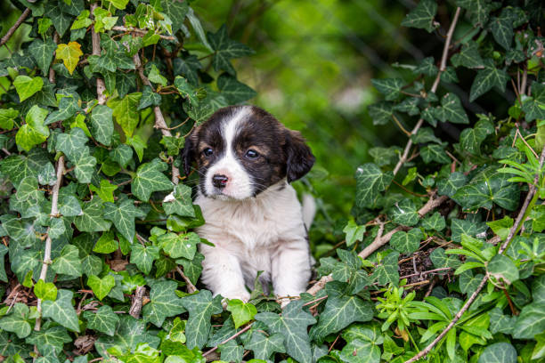 English Springer Spaniel puppy