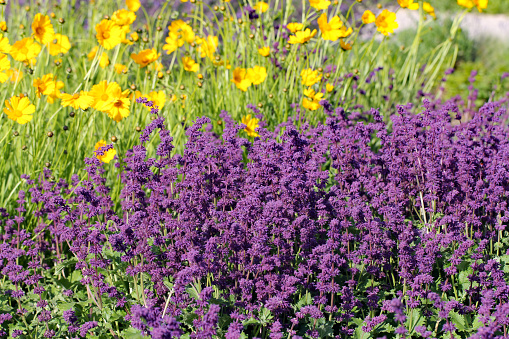 Blooming purple Salvia verticillata - Quirlblütiger Salbei