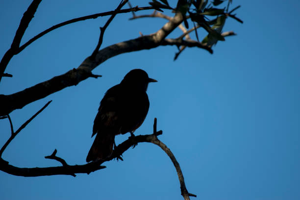 Bird wildlife in woods