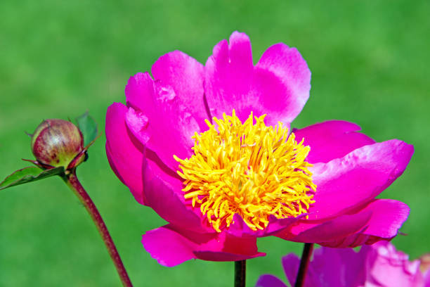 Paeonia lactiflora \