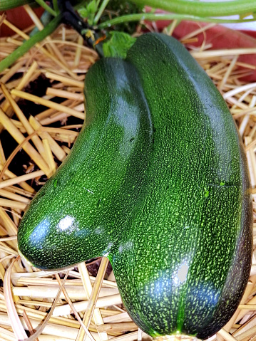 Unusual shaped - conjoined twin green zucchini growing in a pot on balcony- ready for harvesting. Siamese twinning in squash. Urban gardening or container gardening