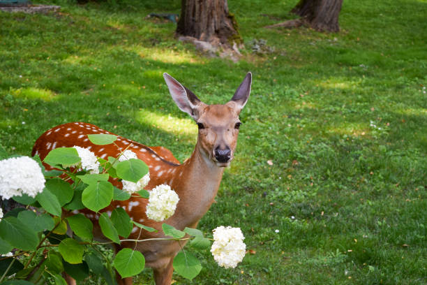 Deer. Young spotted deer on green grass.
