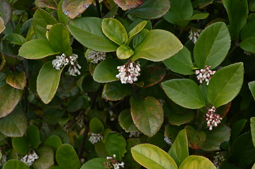 Gomojyu tree ( Vibrnum suspensum ) flowers. Adoxaceae evergreen shrub native to Okinawa, Japan. Blooms cone-shaped white flowers in spring.