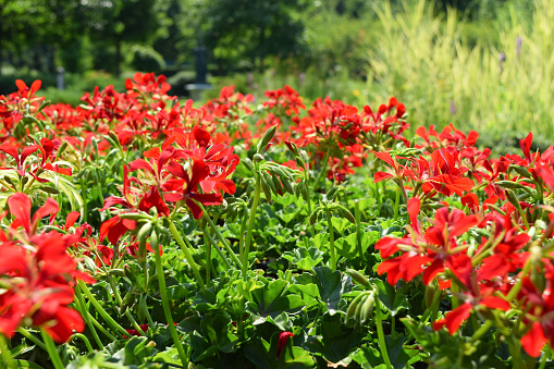 Red flowers in the park in summer on a sunny day.