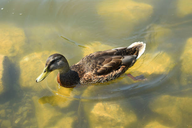 Wild duck on the murky waters of the lake Wild duck on the murky waters of the lake. thick chicks stock pictures, royalty-free photos & images