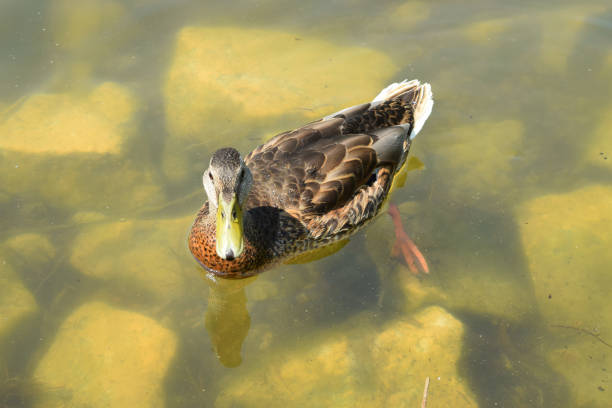 Wild duck on the murky waters of the lake Wild duck on the murky waters of the lake. thick chicks stock pictures, royalty-free photos & images
