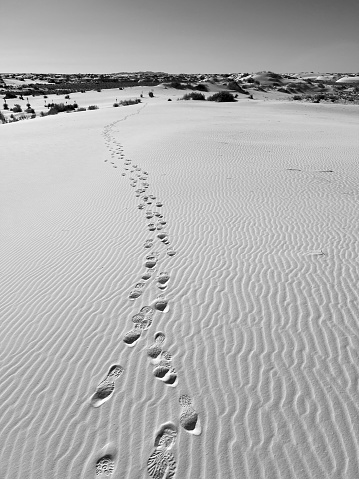 Paw prints of a small mammal stretching across the sand - Ovary Lagoon National Park