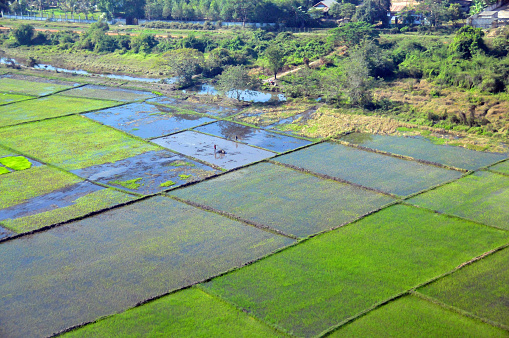 Sikhottabong district, Vientiane Prefecture, Laos: aerial perspective showcasing a patchwork of lush green rice fields, separated by thin pathways and surrounded by natural vegetation. The varying shades of green paint a serene and peaceful landscape, reflecting the agricultural richness of the region.