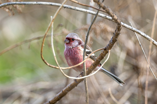 Male Long-tailed Rosefinch on dried grass.