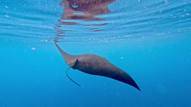 The mesmerizing movement of a manta on the ocean surface