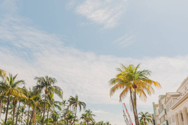 Tropical Palm Trees Under the Sunny Miami Beach, Florida Sky in February of 2024. Blue Skies and breezy palm trees overlooking Miami Beach.