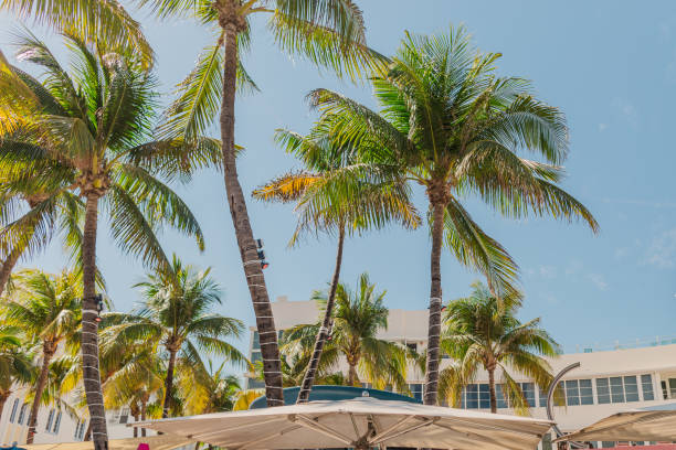 istock Tropical Palm Trees Under the Sunny Miami Beach Sky 2053733055