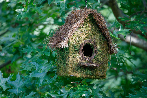 Bird nest in greenery