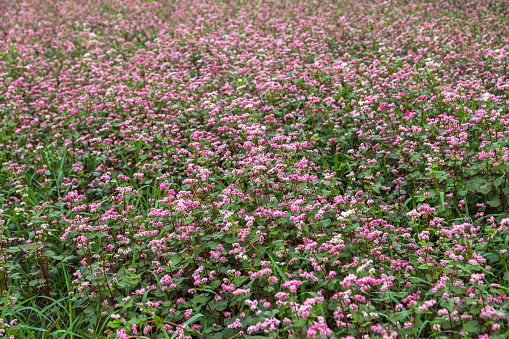 Red buckwheat flowers on the field. Blooming buckwheat. Buckwheat field on a summer sunny day. Buckwheat flower on the field. Russia. High quality photo