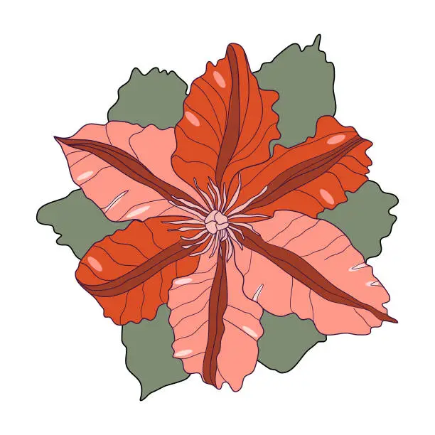 Vector illustration of Clematis flower head vector illustration