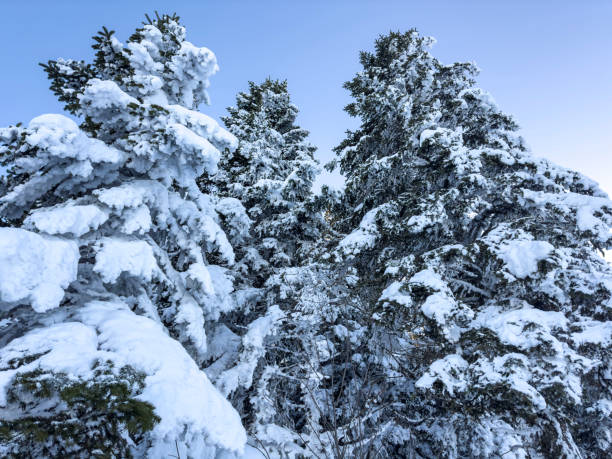 árboles nevados y cielo despejado en invierno - snowboard non urban scene woods snowboarding fotografías e imágenes de stock