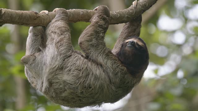 Arboreal three fingered hairy Sloth casually hangs from rainforest tree Costa Rica