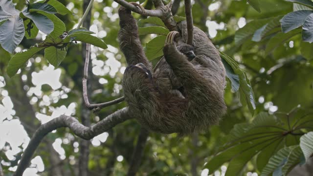 Adorable baby sloth clings tight to its mummy upside down in forest canopy