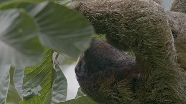 Cute baby sloth clings securely to mum eating juicy forest leaves upside down  CLOSE-UP