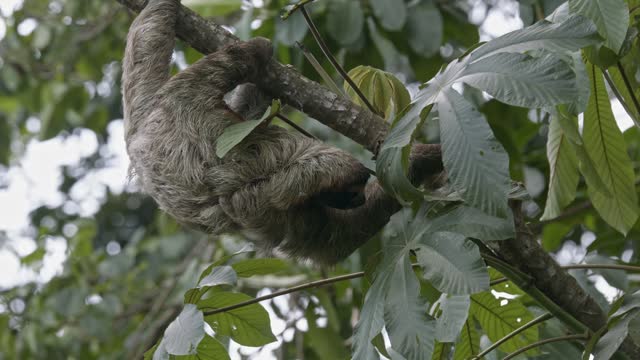 Herbivore Three fingered sloth picking lush green forest leaves for eating