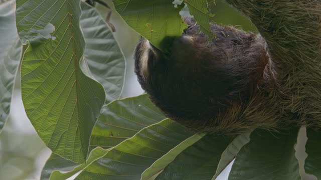 Hairy sloth camoflaged in leafy canopy feeding on cecropia rich vegetation