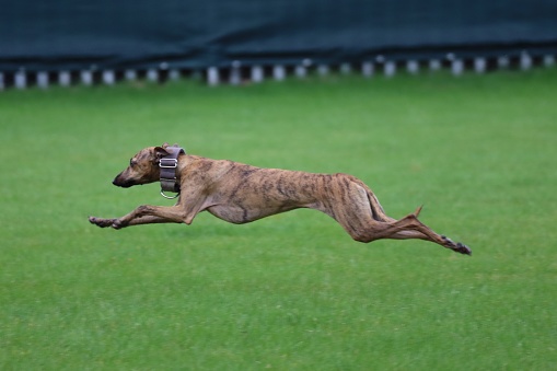 Brindle greyhound mid air stretched out running on grass