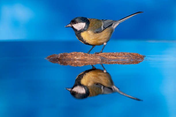 istock Great tit perched in a pond with water and a blue background. 2053804489