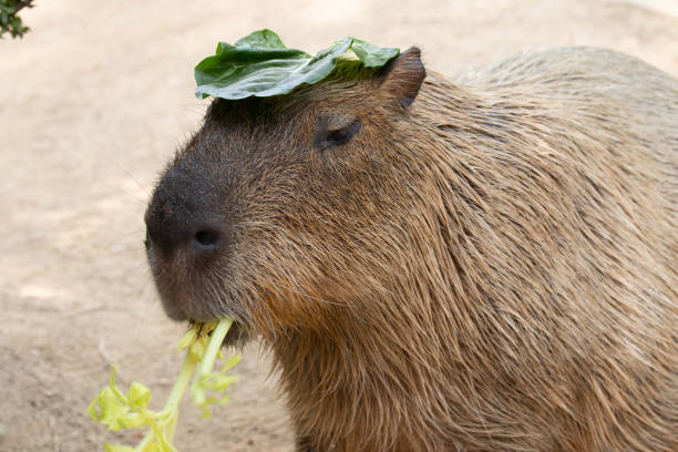 cận cảnh capybara dễ thương - herbivorous hình ảnh sẵn có, bức ảnh & hình ảnh trả phí bản quyền một lần