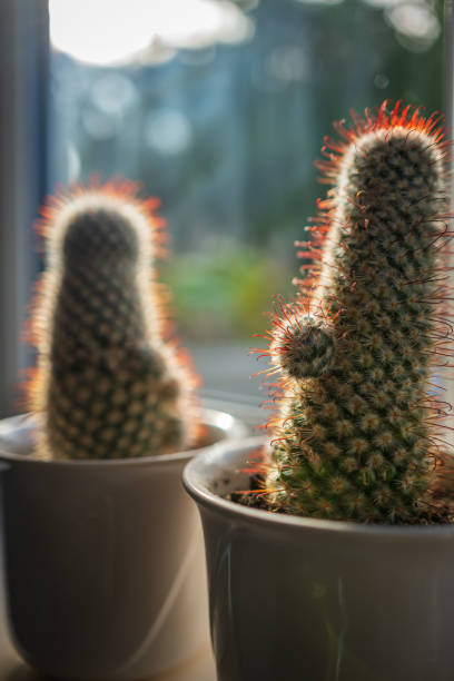Two green blossoming cactus plants with sharp white prickles in pot closeup.