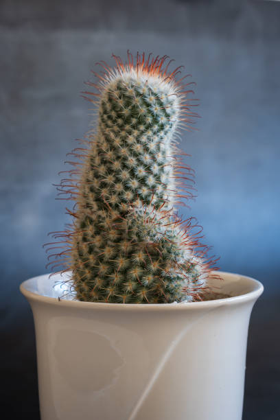 istock Green blossoming cactus with sharp white prickles in pot closeup 2053806794