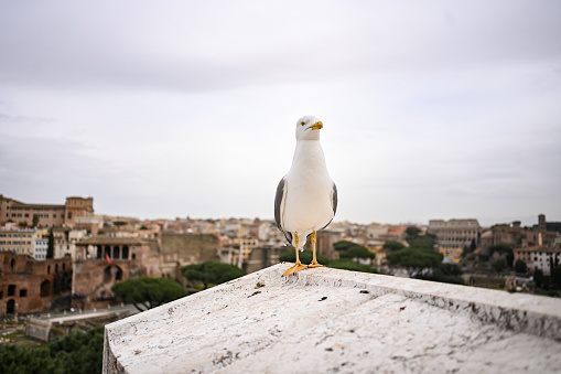 Seagull in Rome with Ancient Rome panoramic view.