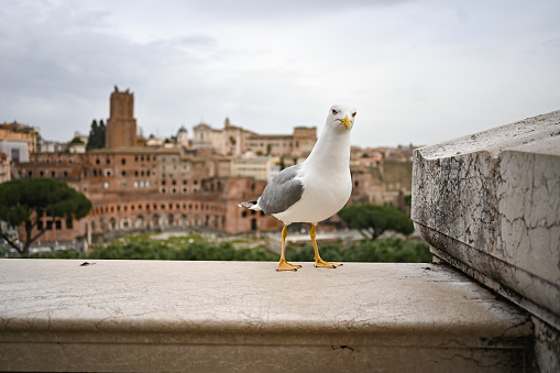Cheerful Seagull in Rome with Ancient Rome panoramic view.