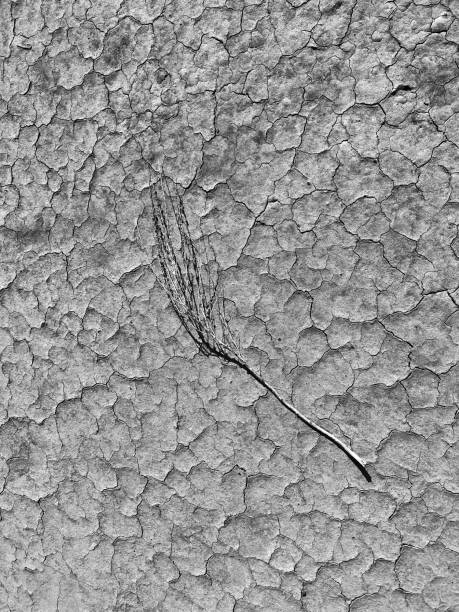 Plant on dry land